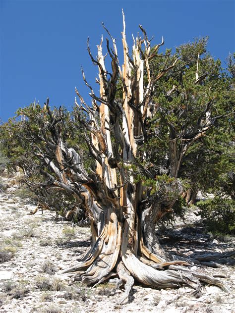 Terrys Trails Bristlecone Pines