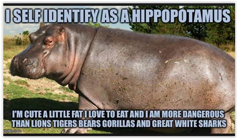 Hippo Identity Hippopotamus Cute Hippo Baby Hippo