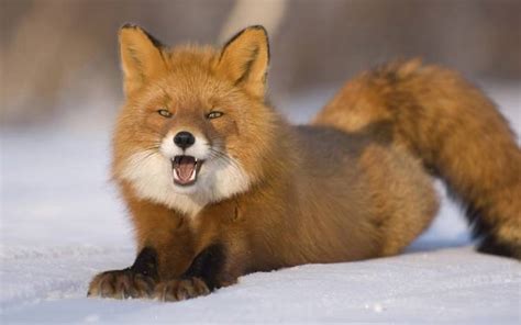 Funny Fox Wallpaper For Desktop Funny Animal