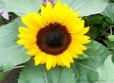 Beautiful Sunflower Garden Live Life And Love