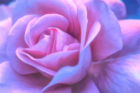 Soft Pink Rose Photograph By Leah Woodhall Pixels