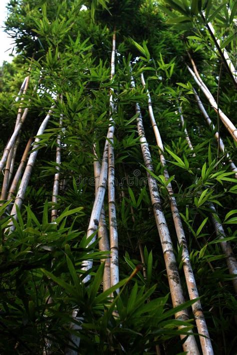 Bamboo Trees Stock Image Image Of Deep Background Japan 24749565