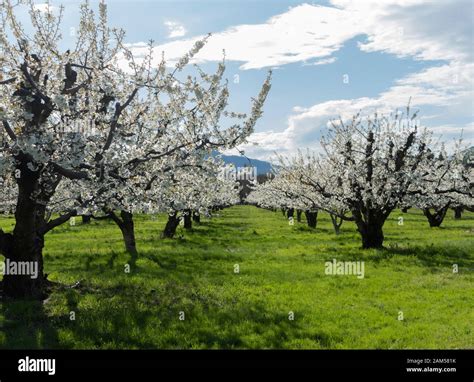 Flowering Fruit Trees In Mosier Oregon In The Columbia Gorge Stock