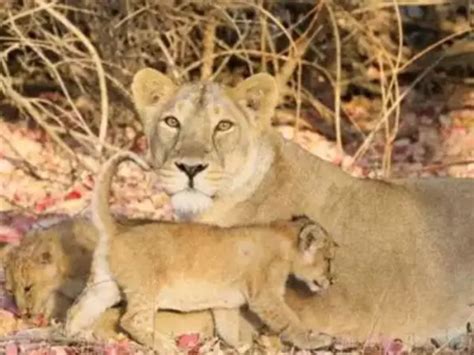 Lioness Gives Birth To Cub In Etawah Lion Safari
