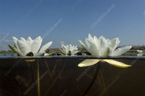 White Waterlily Nymphaea Alba In A Peat Bog Lake Stock Image C041