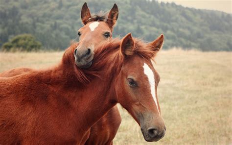 Caballos Fondos De Pantalla Horses Wallpapers Hd