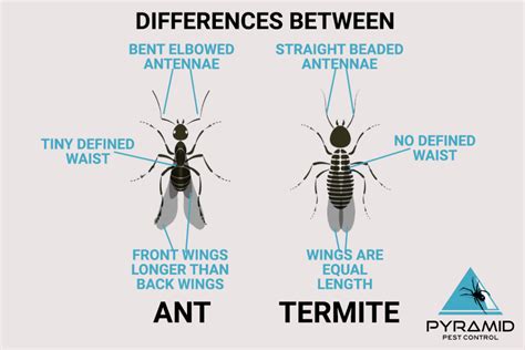 Flying Ants Vs Termites How To Spot The Difference