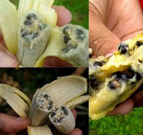 What Do Banana Seeds Look Like