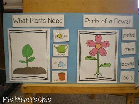 Mrs Bremers Class Spring Plants