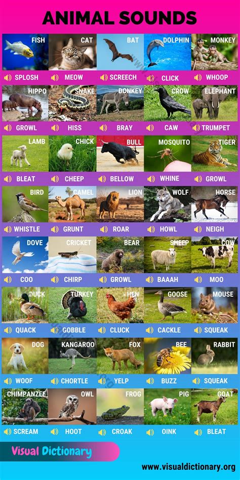 Animal Sounds 40 Fun Animal Sounds In English Visual Dictionary