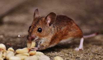 Avoid adopting a cat to kill mice in the home. What Do Mice Eat? the List of Mouse Food Preferences