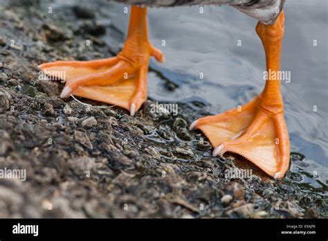Goose Feet Hi Res Stock Photography And Images Alamy