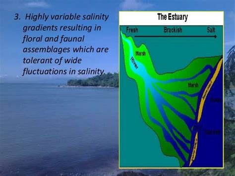 Characteristics Of An Estuary
