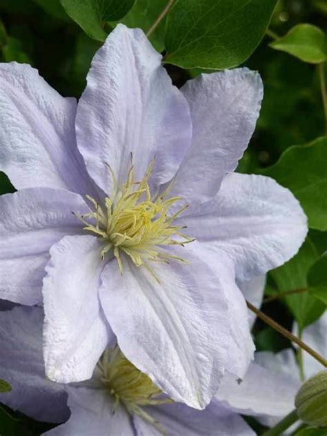 Is a clematis an annual or perennial. Clematis Chelsea -- Bluestone Perennials