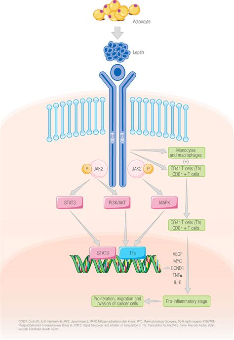 Frontiers The Leptin Axis And Its Association With The Adaptive