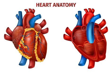 Gambar Ilustrasi Vektor Anatomi Jantung Manusia Yang Realistis