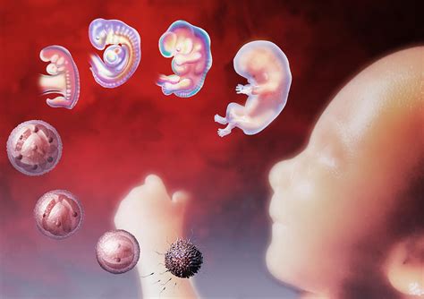 Embryo Development Photograph By Hans Ulrich Osterwalder