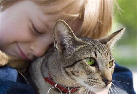 However, this is relatively uncommon and usually associated with marked disturbances to unfortunately the true effectiveness of many drugs in treating heart disease in cats is unknown, and more clinical trials are needed. Top Ten Signs of Heart Disease in Cats | petMD