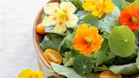 5 Edible Flowers With Amazing Health Benefits Chooyomi