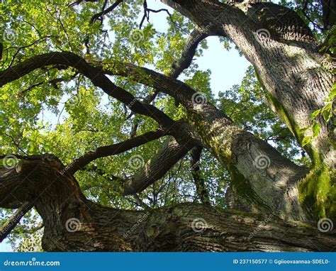 Oak Thick Tree And Branches Of Deciduous Tree With Tree Branches With