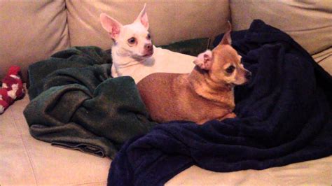 Silly Funny Chihuahuas Youtube