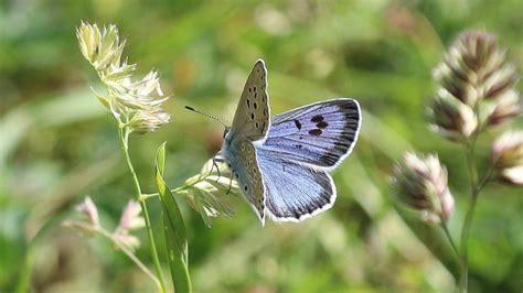 Huge Recovery For Butterfly Once Extinct In The Uk Bbc News Rare