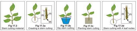 Plant Propagation From Cuttings