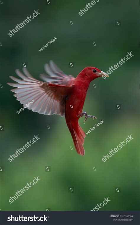 Red Tanager Green Vegetation Bird On Stock Photo 1915160584 Shutterstock