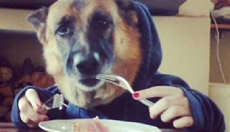 11 Dogs Eating With Human Hands Yup The Dodo