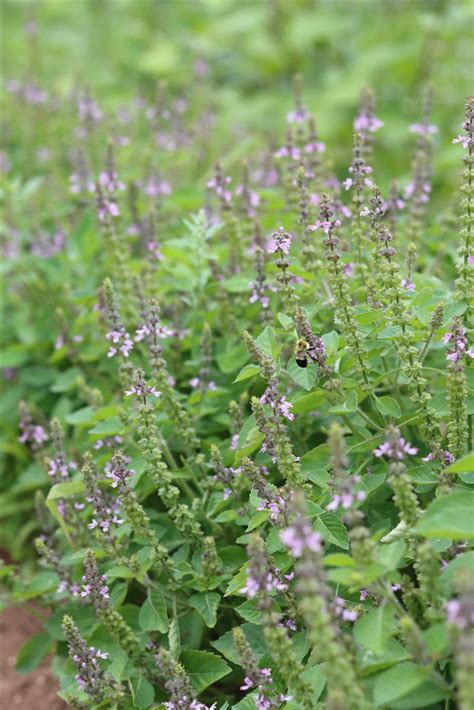 Tulsi Holy Sacred Basil Seeds Sow Local Seeds