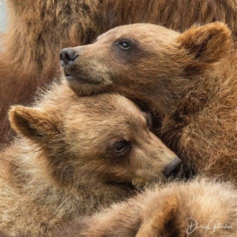 Nat Geo Wild On Instagram Photo By Daisygilardini Grizzly Bears