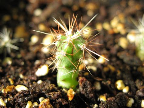 Baby Cactus Flickr Photo Sharing