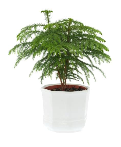 Caring For A Norfolk Pine Thriftyfun
