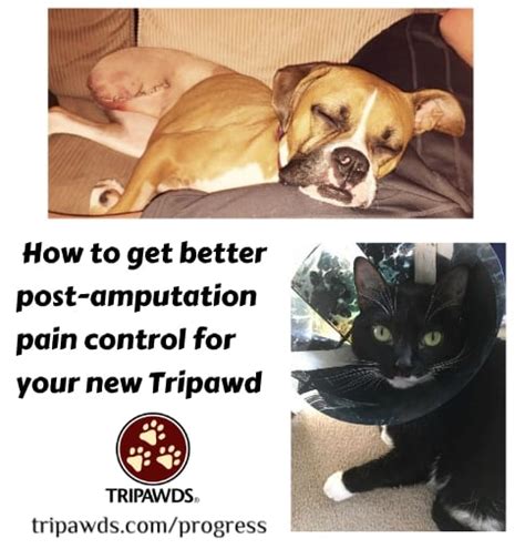 The conference title is a bit of a mouthful, but the basic idea is this: Get Better Post-Amputation Pain Relief for Cats and Dogs