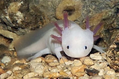 Laxolotl Une Salamandre Qui Se Régénère En Danger Critique