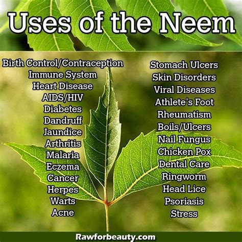 Whether it is wrinkles, acne, fine lines, blackheads, uneven skin tone. Uses for Neem. Also good insecticide! | Neem benefits ...