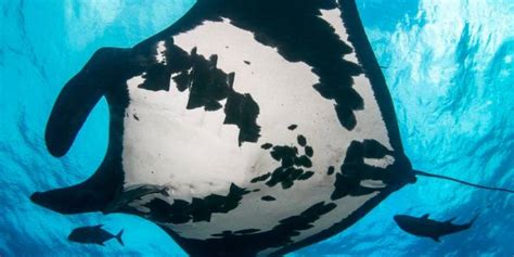 Found Worlds Largest Population Of Giant Ocean Manta Rays Business News