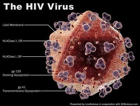 Humans can spread this disease in a they both weaken the immune system and can lead to death. AIDS is a man made virus !, page 11