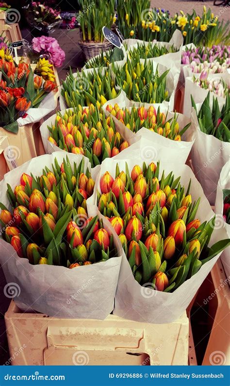 Dutch Tulip Stand At Flower Market Stock Photo Image Of Tulips Shop