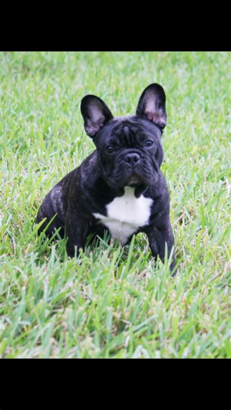 Find the perfect french bulldog puppy for sale at next day pets. French Bulldog Puppies For Sale | Tampa, FL #288090