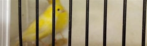 Breeding Pair Canaries Online Bird Auctions