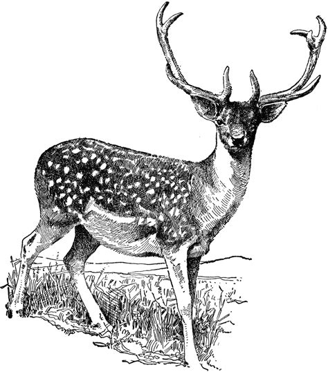 Vintage Deer Clip Art 101 Clip Art