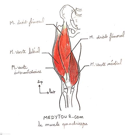 Anatomie Le Muscle Quadriceps