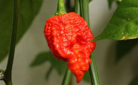 bizarre man eats world s hottest chilli pepper and this is what happened to him