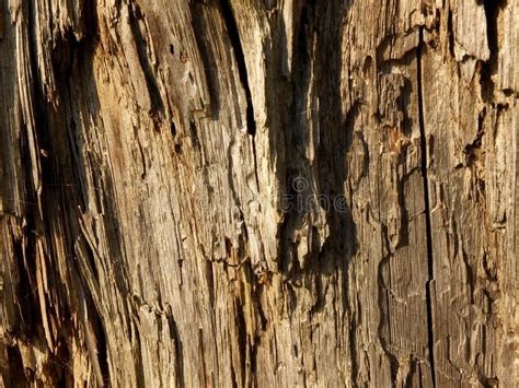 Rotten Wood Stock Image Image Of Stick Abstract Ground 56247781