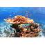 Dive Site School House Reef Nassau Bahamas • Scuba Diver Life