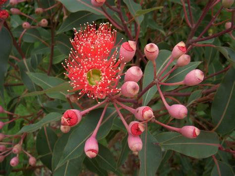 Spring Blossom Quilts Red Flowering Gum Tree