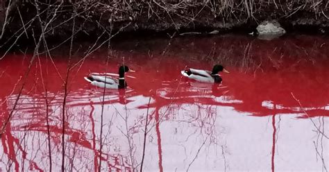 Water Mysteriously Turns Red In Blood River As Baffled Officials