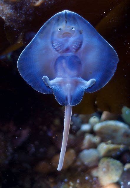 Stingray Belly Beautiful Sea Creatures Ocean Creatures Animals