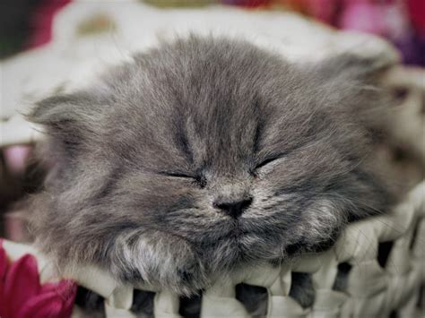 Sleeping Kitten Wallpaper And Background Image 1600x1200 Id906507